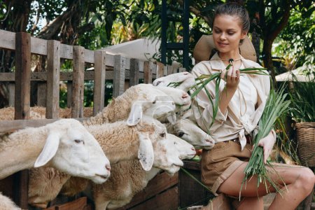 Téléchargez les photos : Une femme nourrit des moutons dans un enclos avec une plante verte devant elle - en image libre de droit