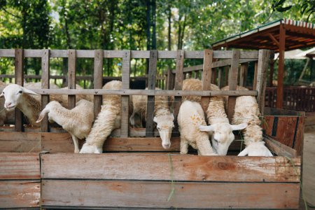 Téléchargez les photos : Un groupe de moutons dans un enclos mangeant à partir d'une mangeoire dans une clôture dans la zone - en image libre de droit