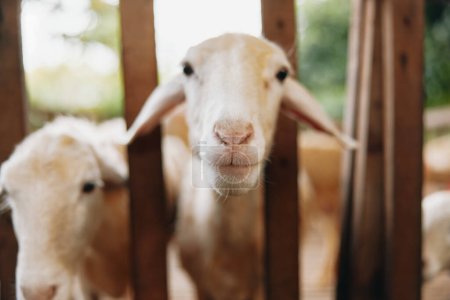 Téléchargez les photos : Une chèvre regarde à travers une clôture en bois à la caméra tout en se tenant à côté d'une autre chèvre - en image libre de droit