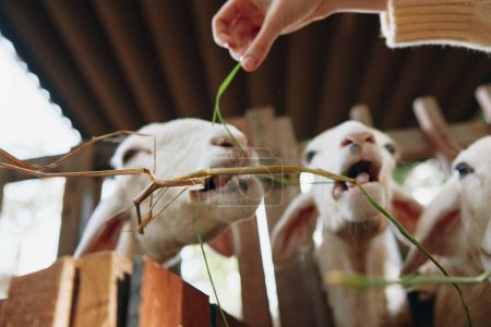 Téléchargez les photos : Une personne nourrit des moutons avec un morceau d'herbe verte devant une clôture en bois - en image libre de droit
