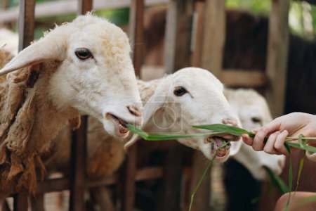 Téléchargez les photos : Une personne qui nourrit deux moutons avec un morceau d'herbe devant une clôture en bois - en image libre de droit