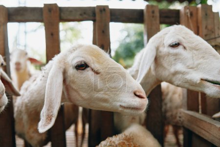 Téléchargez les photos : Un groupe de moutons debout l'un à côté de l'autre dans une zone clôturée - en image libre de droit