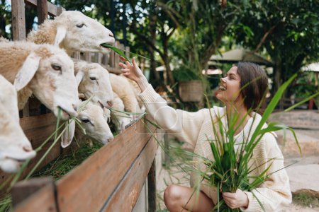 Téléchargez les photos : Une femme nourrit les moutons dans une ferme avec de l'herbe verte devant elle et une femme en pull blanc nourrit les moutons - en image libre de droit