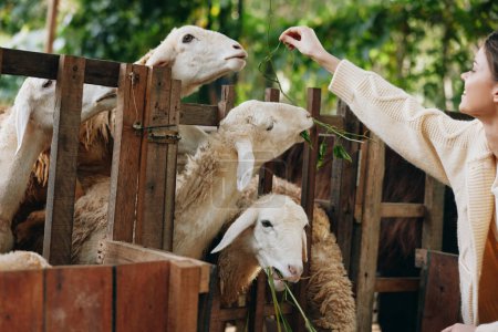 Foto de Una mujer alimentando ovejas de una cerca de madera delante de una cerca con ovejas en el fondo - Imagen libre de derechos