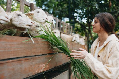 Foto de Una mujer está alimentando a algunas ovejas con hierba verde delante de una valla de madera con un cartel que dice alimentar a las ovejas - Imagen libre de derechos