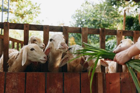 A person feeding a group of sheep from a wooden fence with a green plant in front of it