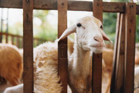 Téléchargez les photos : Un mouton derrière une clôture en bois dans un enclos avec d'autres moutons dans le même enclos - en image libre de droit