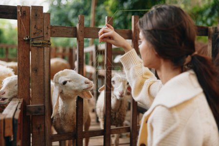 Photo for A woman is petting a sheep through a fence in a pen with other sheep - Royalty Free Image