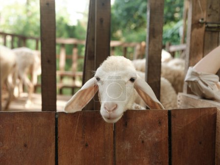 Téléchargez les photos : Un mouton regardant au-dessus d'une clôture en bois dans un enclos avec d'autres moutons en arrière-plan - en image libre de droit