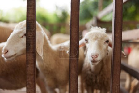 Photo for A group of sheep in a pen looking at the camera through the bars of the fence - Royalty Free Image