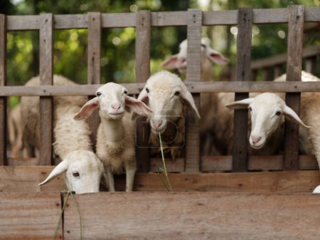 Photo for A group of sheep standing in a pen with their heads sticking out of the fence - Royalty Free Image