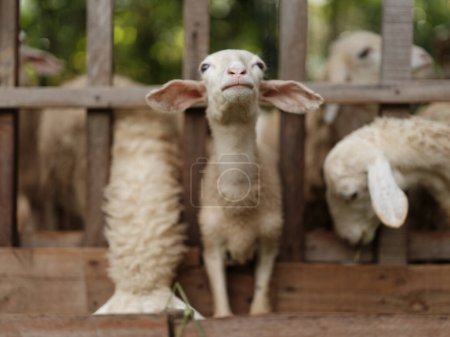 Foto de Un grupo de ovejas de pie en un corral mirando a la cámara con la cabeza hacia abajo - Imagen libre de derechos