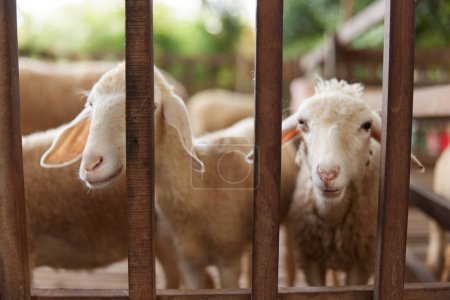 Foto de Un grupo de ovejas en un corral mirando a la cámara a través de los barrotes de la cerca - Imagen libre de derechos
