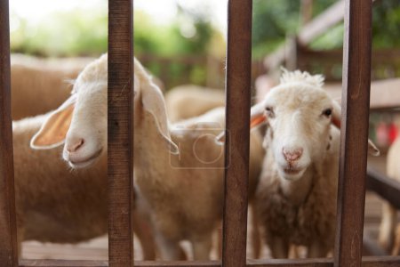 Eine Gruppe Schafe im Gehege blickt durch die Gitter des Zauns in die Kamera