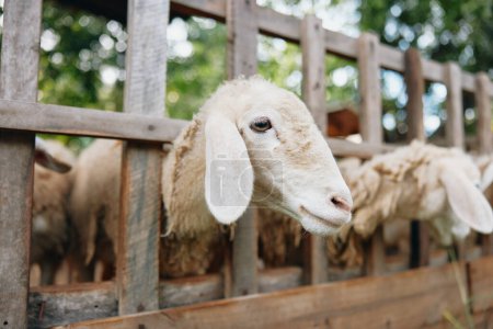Foto de Una manada de ovejas de pie en un corral con sus cabezas sobresaliendo de la valla - Imagen libre de derechos