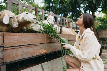 Foto de Una mujer en un suéter blanco está alimentando a sus ovejas con hierba verde frente a una valla de madera - Imagen libre de derechos