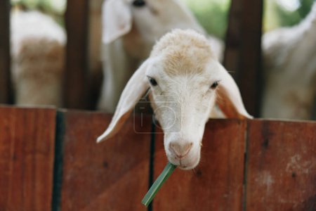 Téléchargez les photos : Gros plan d'un mouton qui sort sa tête d'une clôture et mâche un morceau d'herbe - en image libre de droit