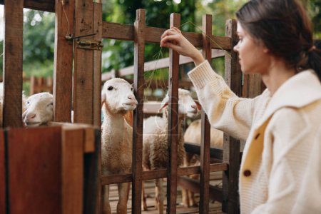 Téléchargez les photos : Une femme caressant un mouton à travers une clôture dans un enclos avec d'autres moutons en arrière-plan - en image libre de droit