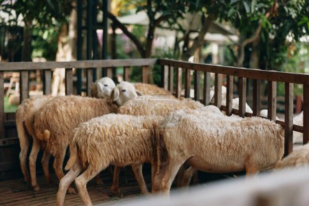 Téléchargez les photos : Un troupeau de moutons debout dans un enclos avec une clôture devant un arbre - en image libre de droit
