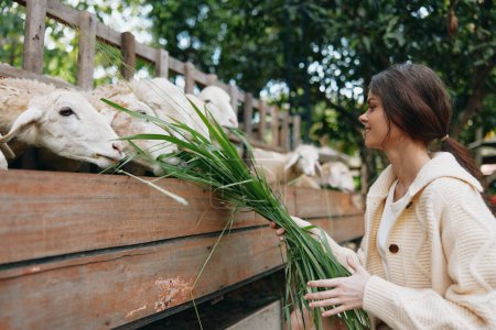 Téléchargez les photos : Une femme donne de l'herbe à des moutons dans un enclos en bois avec une clôture en bois - en image libre de droit