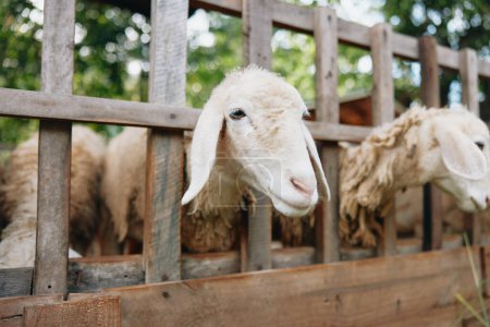 Foto de Un grupo de ovejas de pie en un corral con sus cabezas sobresaliendo de la valla - Imagen libre de derechos