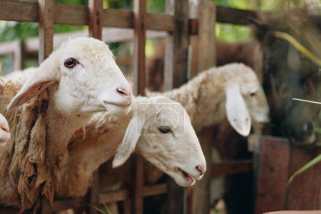 Foto de Un grupo de ovejas de pie uno al lado del otro en una zona vallada con una persona de pie junto a una de las ovejas - Imagen libre de derechos