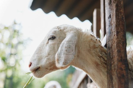 Foto de Un primer plano de una oveja comiendo hierba de una cerca de madera frente a una casa de madera - Imagen libre de derechos
