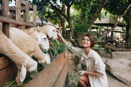 Téléchargez les photos : Une femme nourrit des moutons dans un espace extérieur avec une clôture en bois et des tables en bois - en image libre de droit