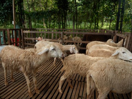 Foto de Una manada de ovejas de pie sobre una plataforma de madera en un área cercada - Imagen libre de derechos
