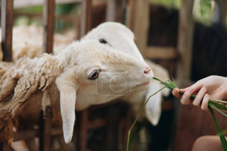 Téléchargez les photos : Une personne nourrit un mouton avec un morceau d'herbe devant une clôture en bois - en image libre de droit
