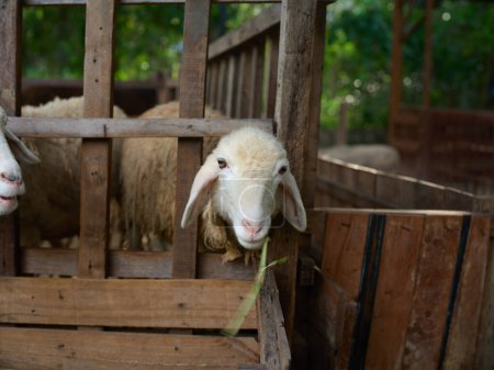 Téléchargez les photos : Deux moutons sont debout dans un enclos avec de l'herbe devant la clôture - en image libre de droit