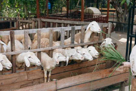 Foto de Un hombre alimentando a un rebaño de ovejas en un cercado en la zona de una granja - Imagen libre de derechos