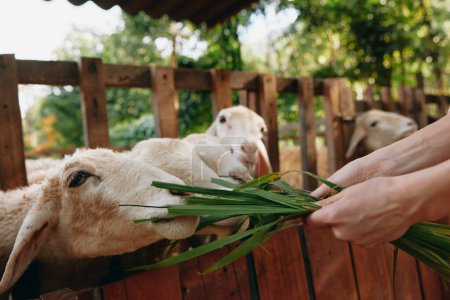 Téléchargez les photos : Personne qui nourrit un mouton avec une plante verte au-dessus d'une clôture en bois devant une personne qui nourrit un mouton avec une plante verte au-dessus d'une clôture en bois devant une personne - en image libre de droit