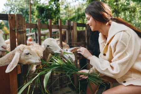 Téléchargez les photos : Une femme nourrit des moutons dans un enclos avec une plante verte devant elle - en image libre de droit