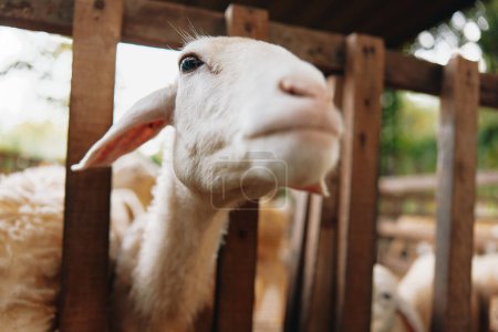 A close up of a sheep in a pen with a fence in front of it