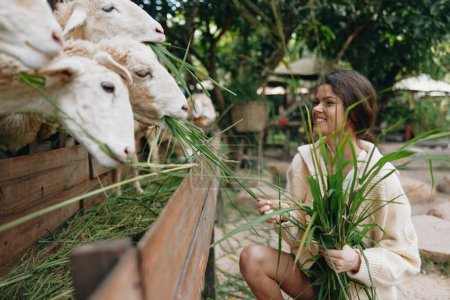 Téléchargez les photos : Une femme en peignoir nourrit des moutons avec de l'herbe verte devant une clôture en bois - en image libre de droit