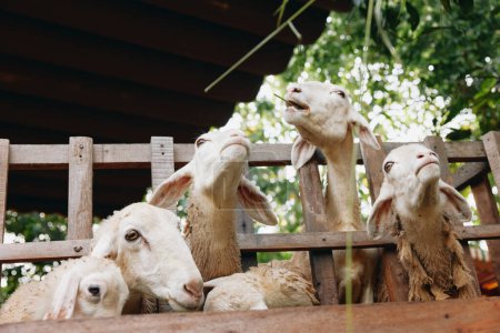 Foto de Un grupo de ovejas mirando al cielo desde dentro de una valla de madera con una barandilla de madera al otro lado de la valla - Imagen libre de derechos