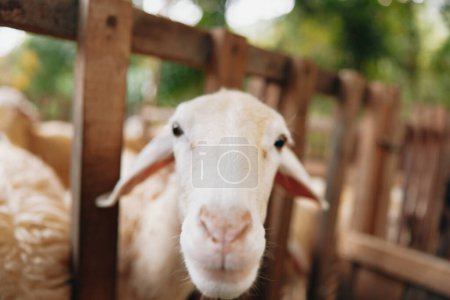 Foto de Una oveja está mirando a la cámara a través de una valla de madera en una zona vallada - Imagen libre de derechos
