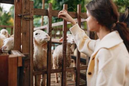 Téléchargez les photos : Une femme caresse un mouton à travers une clôture dans un enclos - en image libre de droit
