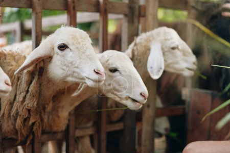 Foto de Un grupo de ovejas de pie en una pluma con una mujer acariciando una de las ovejas - Imagen libre de derechos