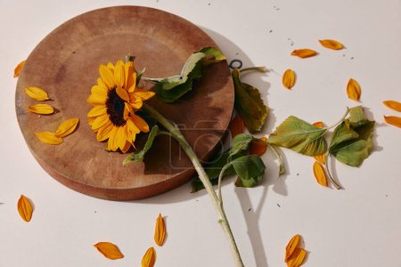 Rustikale Kräutermedizin: Eine schöne gelbe Blütenblüte mit grünen Blättern auf einem hölzernen Hintergrund