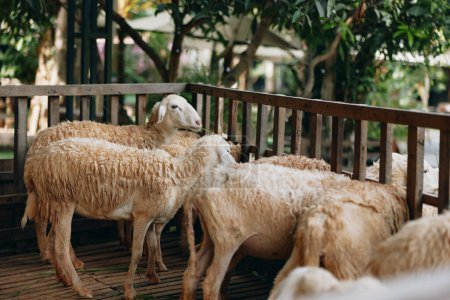 Téléchargez les photos : Un troupeau de moutons debout dans un enclos à côté d'une clôture avec des arbres en arrière-plan - en image libre de droit
