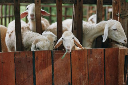 Téléchargez les photos : Un groupe de moutons debout dans un enclos avec leurs têtes qui sortent de la clôture - en image libre de droit