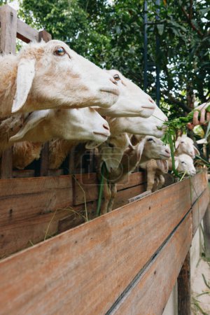 A group of goats standing in a pen with their heads sticking out of the top of the fence