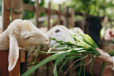 Photo for A person feeding a sheep with a piece of green grass in front of a wooden fence - Royalty Free Image