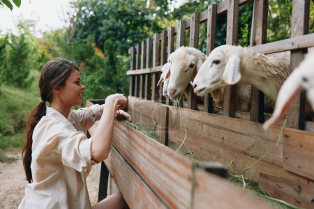 A woman is feeding sheep from a wooden fence with her hand on the top of the fence