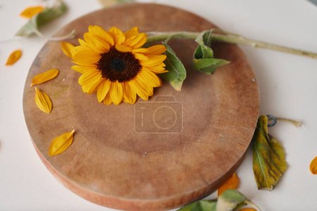Téléchargez les photos : Fleur de tournesol sur table en bois rustique : Beauté florale en natures fraîche saison - en image libre de droit