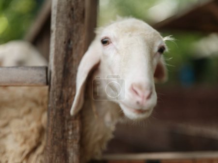 Téléchargez les photos : Gros plan d'un mouton en enclos avec un arbre à l'arrière-plan - en image libre de droit