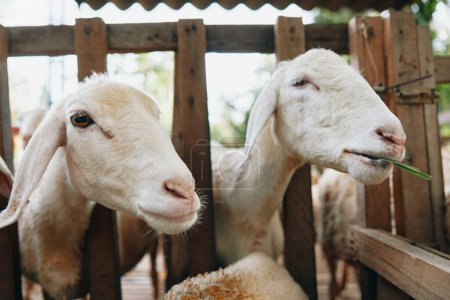 Foto de Un par de cabras de pie en un corral con sus cabezas sobresaliendo de la valla - Imagen libre de derechos