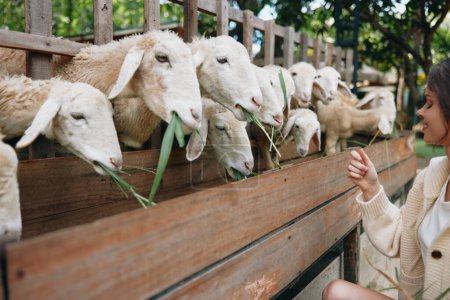 A woman feeding sheep in a pen with green grass in front of a wooden fence